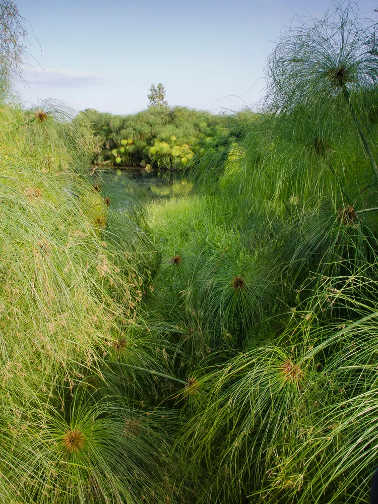 cyperus papyrus plant showing characteristic features