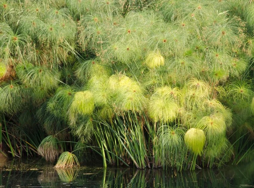 cyperus papyrus plant showing characteristic features