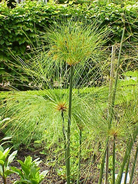cyperus papyrus plant showing characteristic features