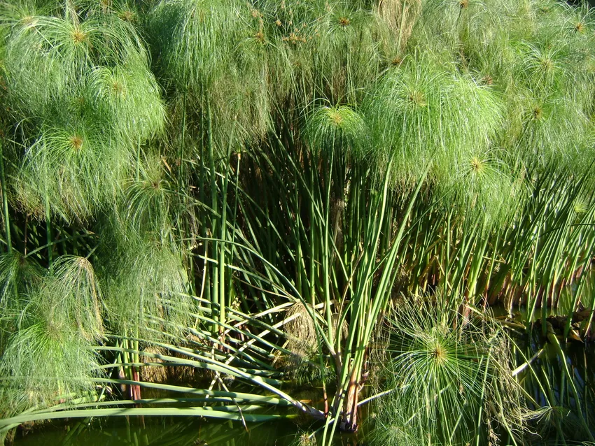 cyperus papyrus plant showing characteristic features