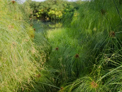 thumbnail cyperus papyrus