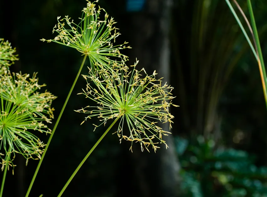 cyperus prolifer plant showing characteristic features