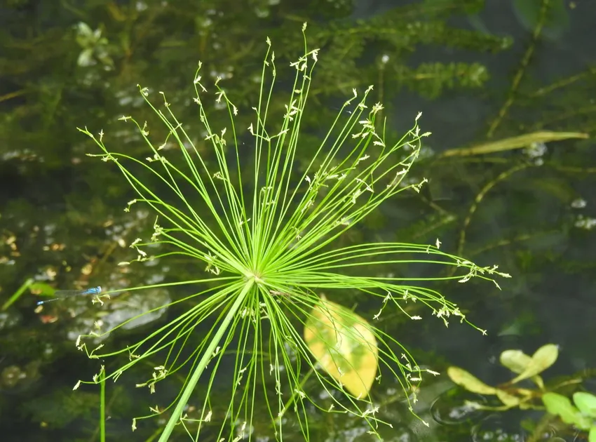 cyperus prolifer plant showing characteristic features