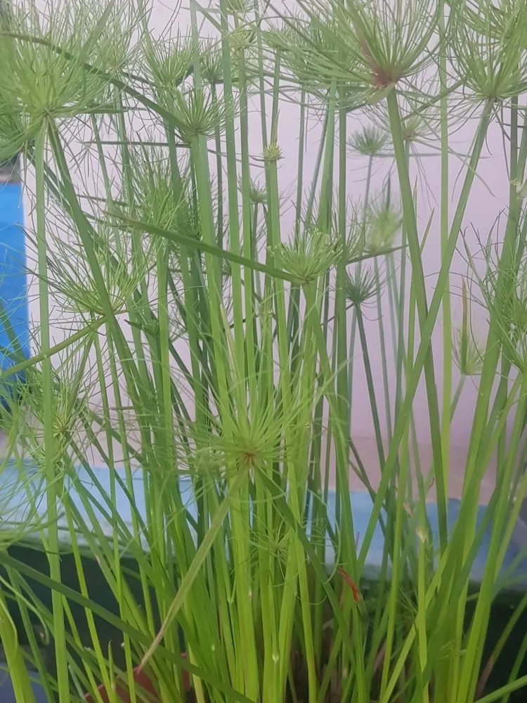 cyperus prolifer plant showing characteristic features