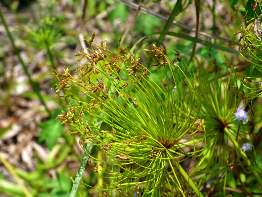 cyperus prolifer plant showing characteristic features