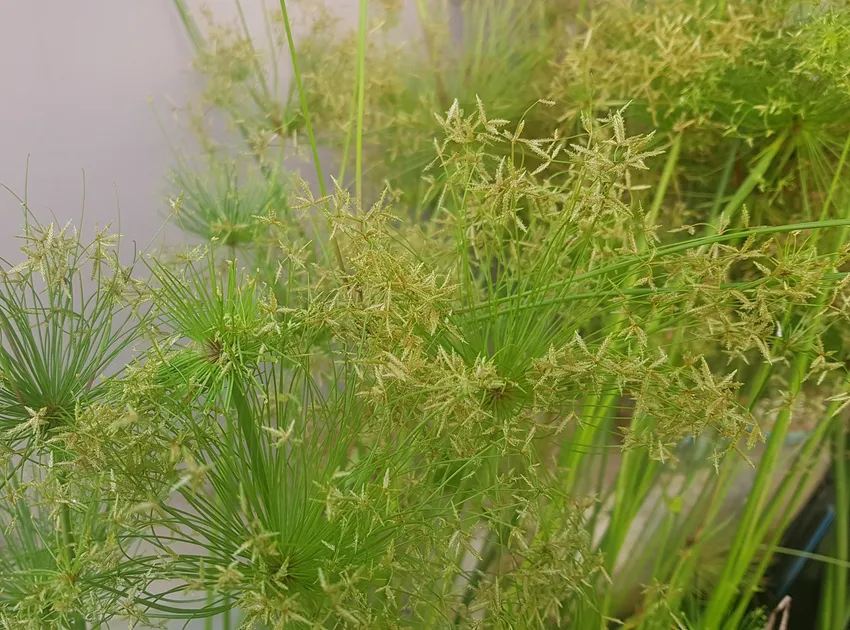 cyperus prolifer plant showing characteristic features