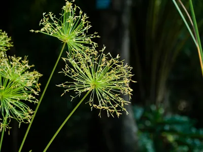 thumbnail cyperus prolifer