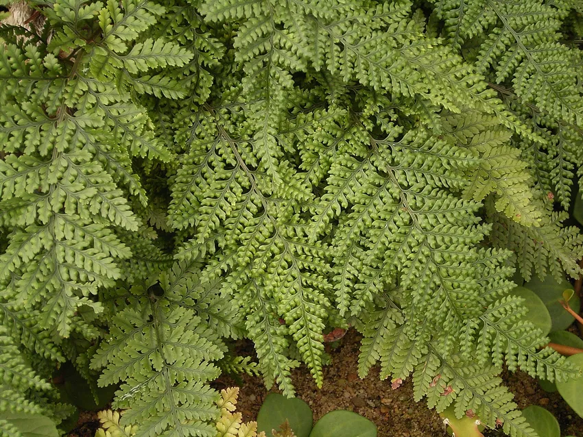 davallia bullata plant showing characteristic features