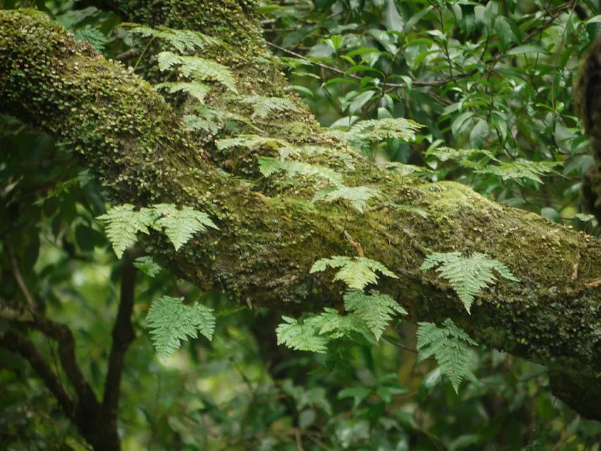 davallia bullata plant showing characteristic features