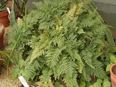 thumbnail davallia bullata