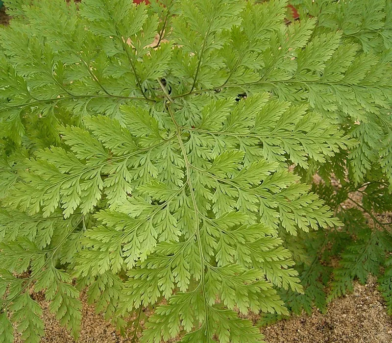 davallia canariensis plant showing characteristic features