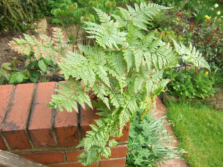 davallia canariensis plant showing characteristic features