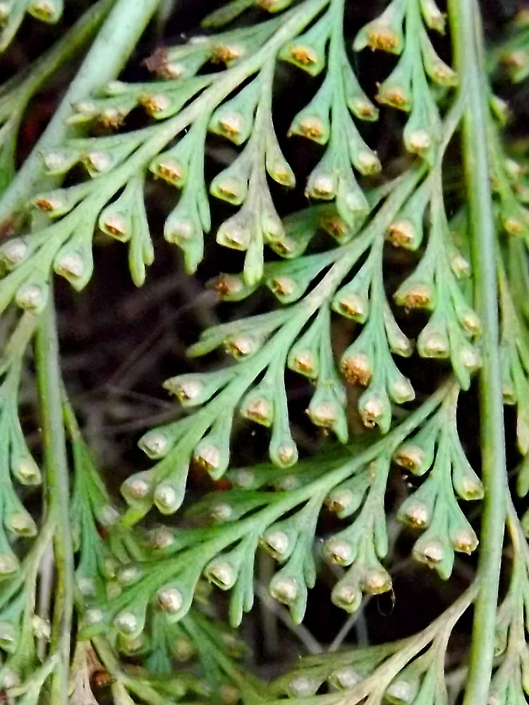 davallia canariensis plant showing characteristic features