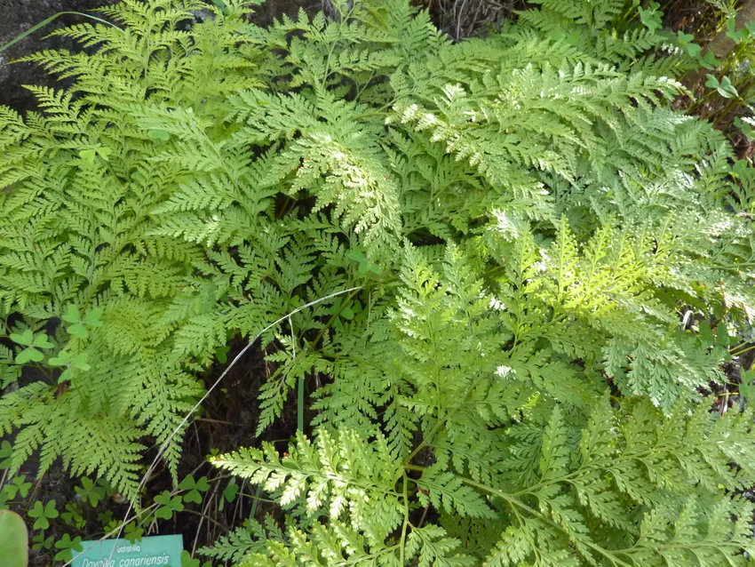 davallia canariensis plant showing characteristic features