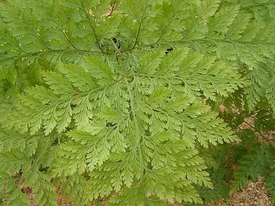 thumbnail davallia canariensis