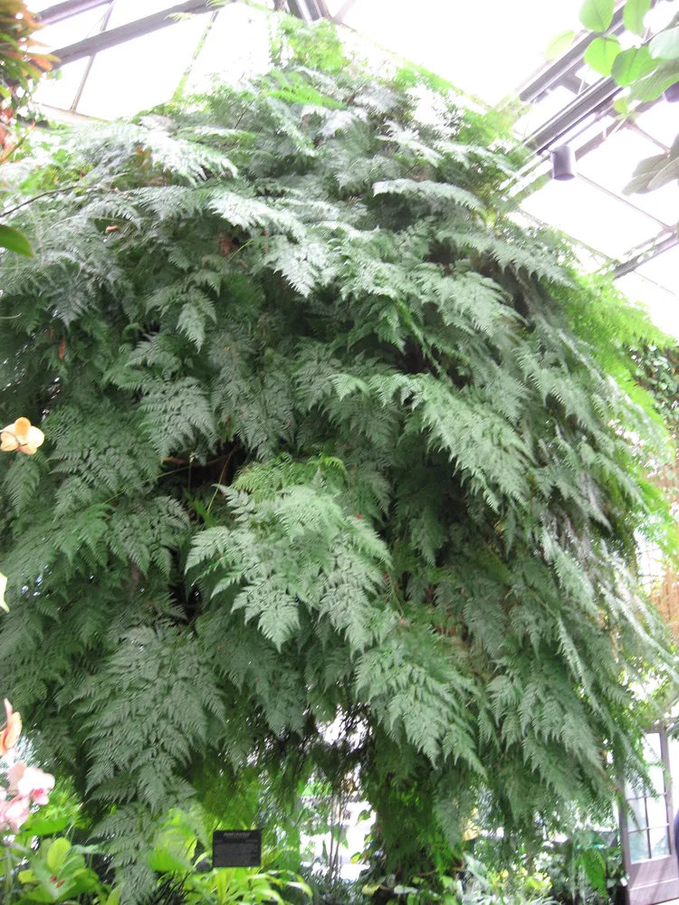 davallia fejeensis plant showing characteristic features