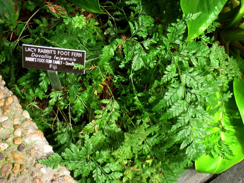 davallia fejeensis plant showing characteristic features