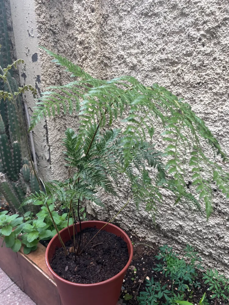 davallia fejeensis plant showing characteristic features