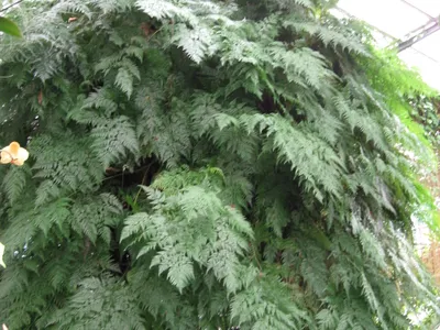 thumbnail davallia fejeensis