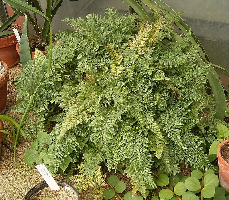 davallia mariesii plant showing characteristic features