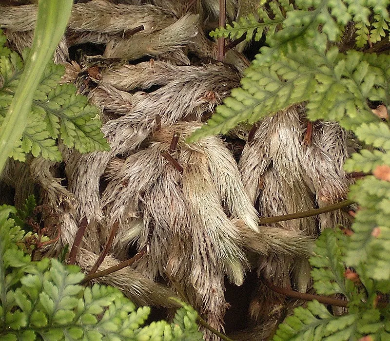davallia mariesii plant showing characteristic features