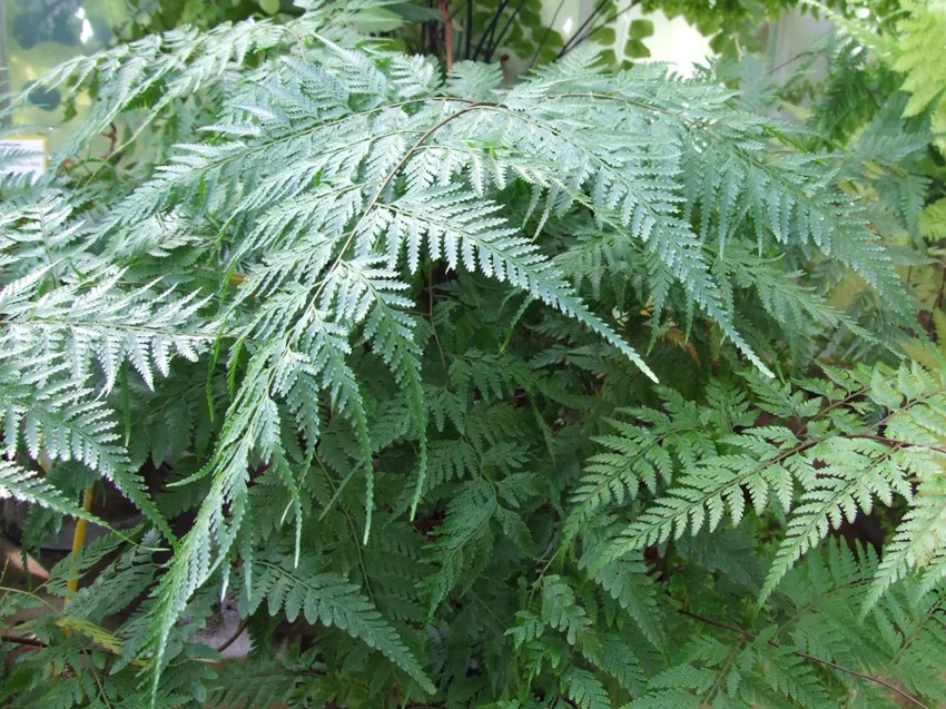davallia solida plant showing characteristic features
