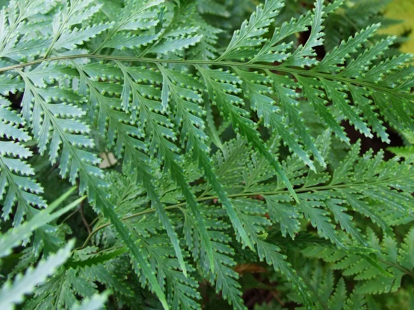 davallia solida plant showing characteristic features