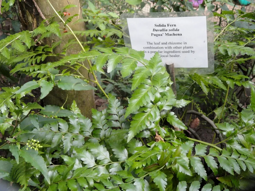 davallia solida plant showing characteristic features