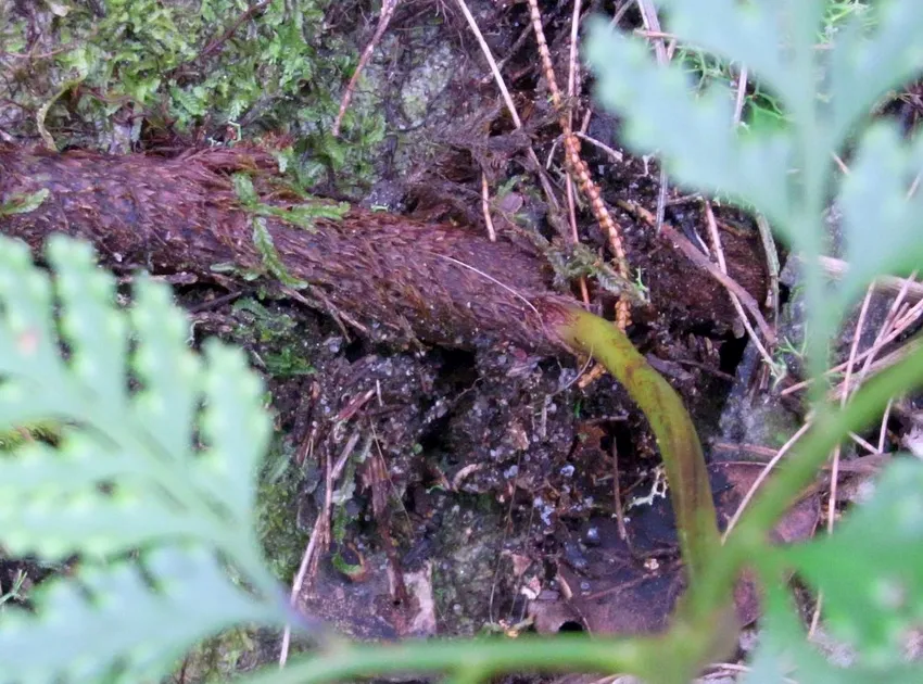davallia solida plant showing characteristic features
