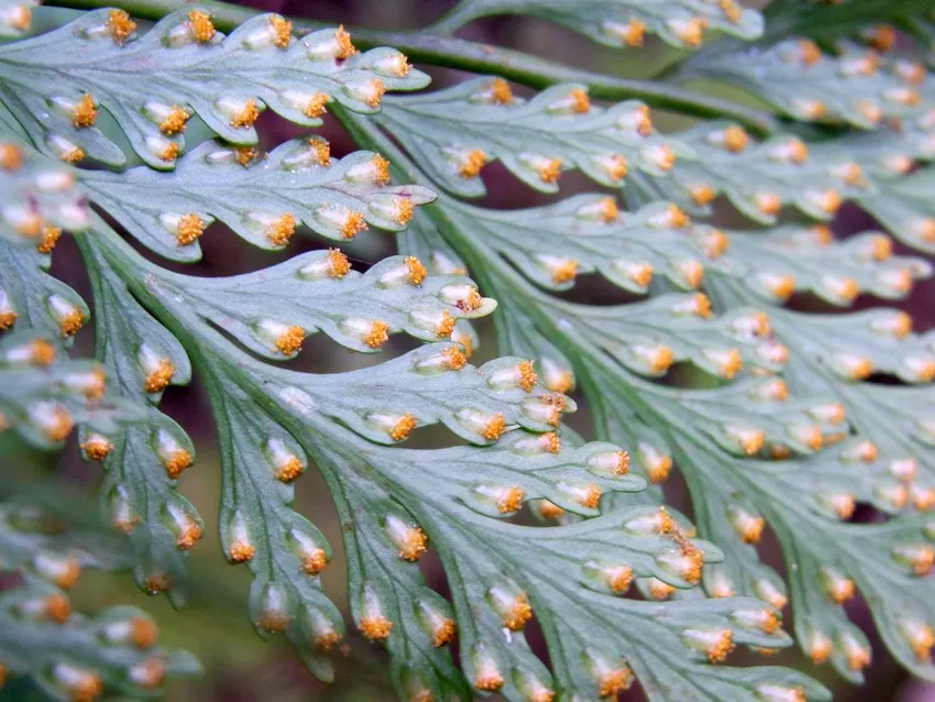 davallia solida plant showing characteristic features