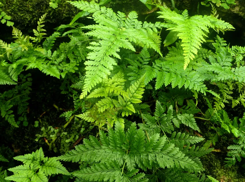 davallia trichomanoides plant showing characteristic features