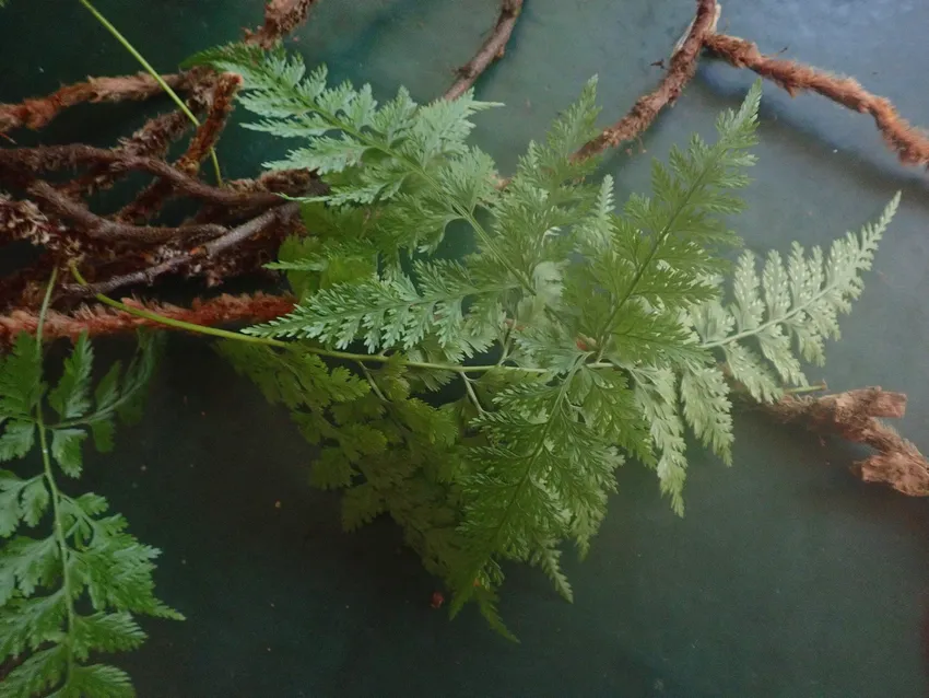 davallia trichomanoides plant showing characteristic features