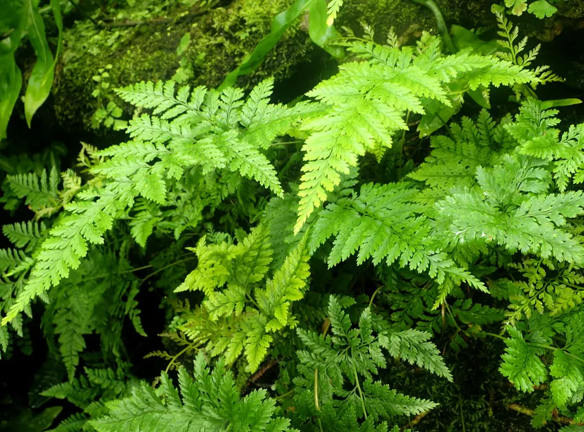 davallia trichomanoides plant showing characteristic features