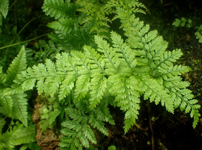 davallia trichomanoides plant showing characteristic features