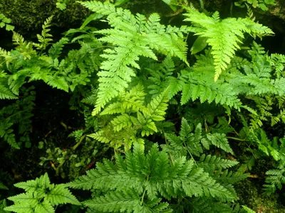 thumbnail davallia trichomanoides