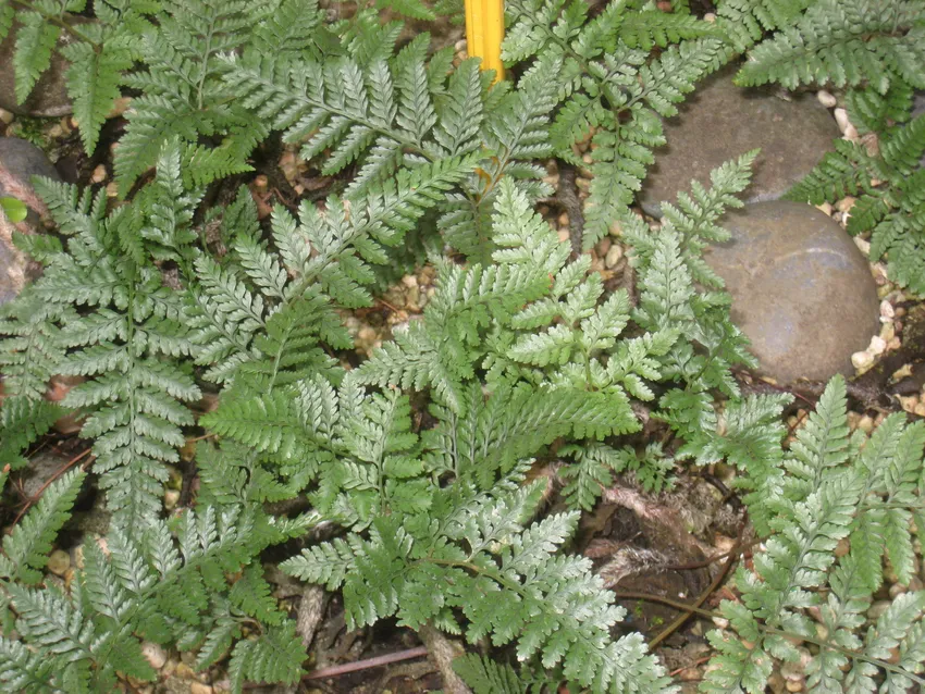 davallia tyermanii plant showing characteristic features
