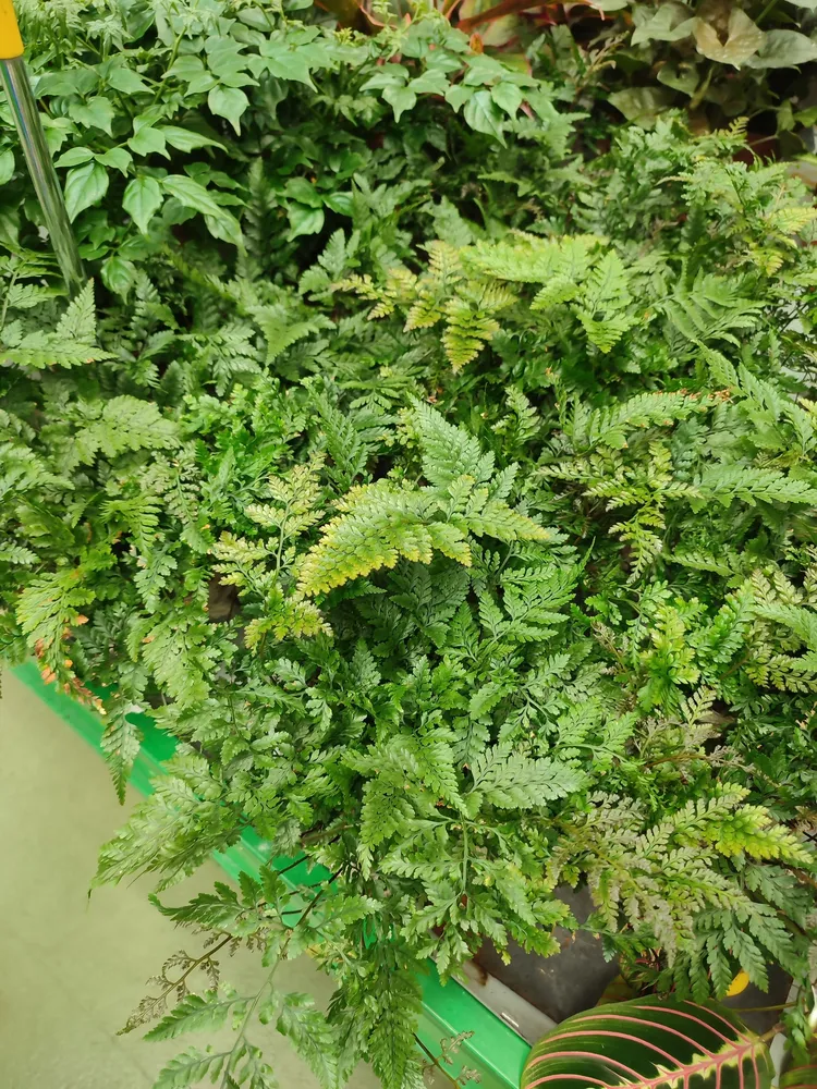 davallia tyermanii plant showing characteristic features