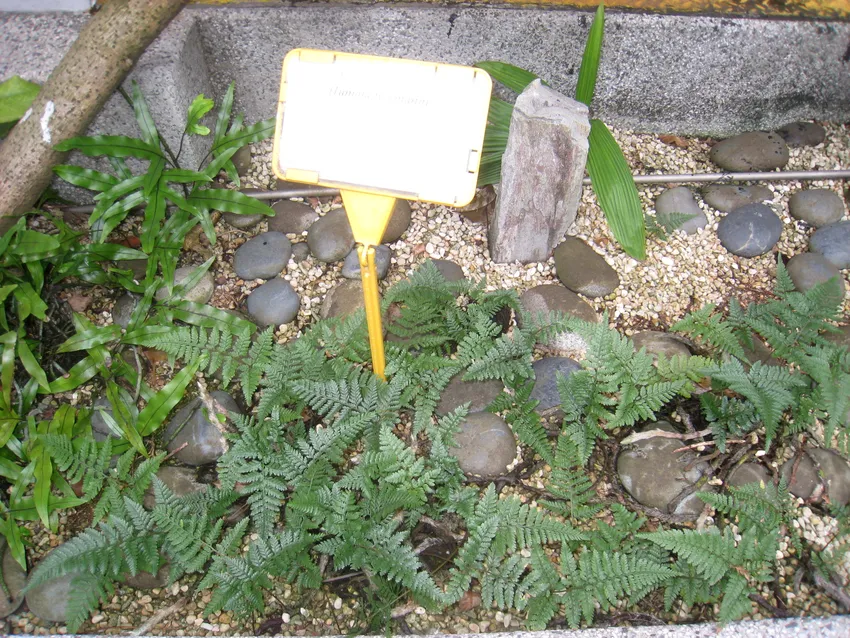davallia tyermanii plant showing characteristic features