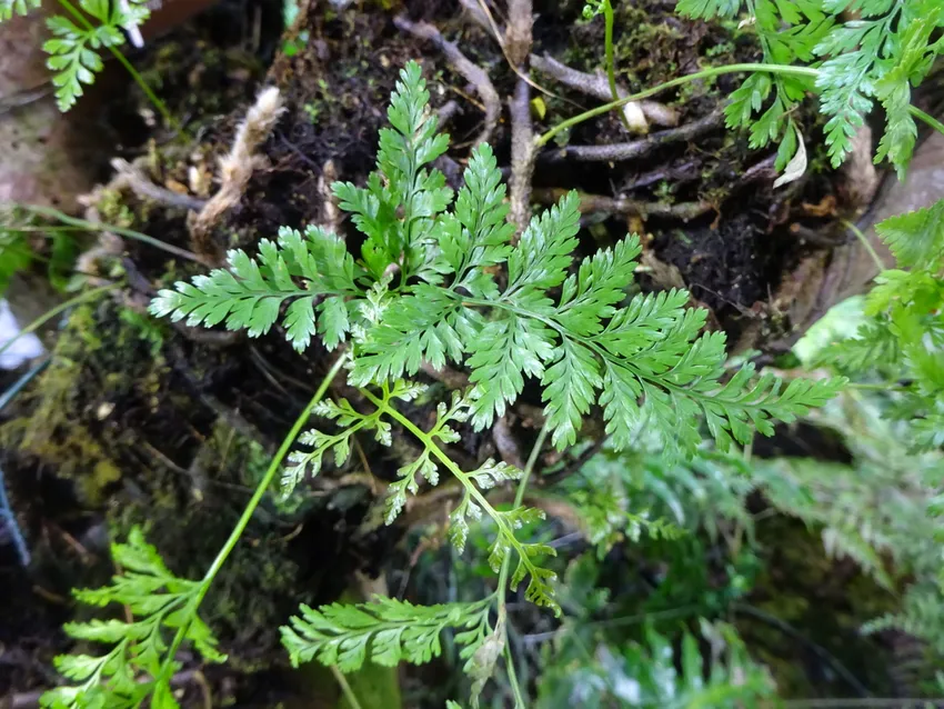 davallia tyermanii plant showing characteristic features