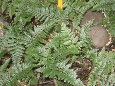 thumbnail davallia tyermanii