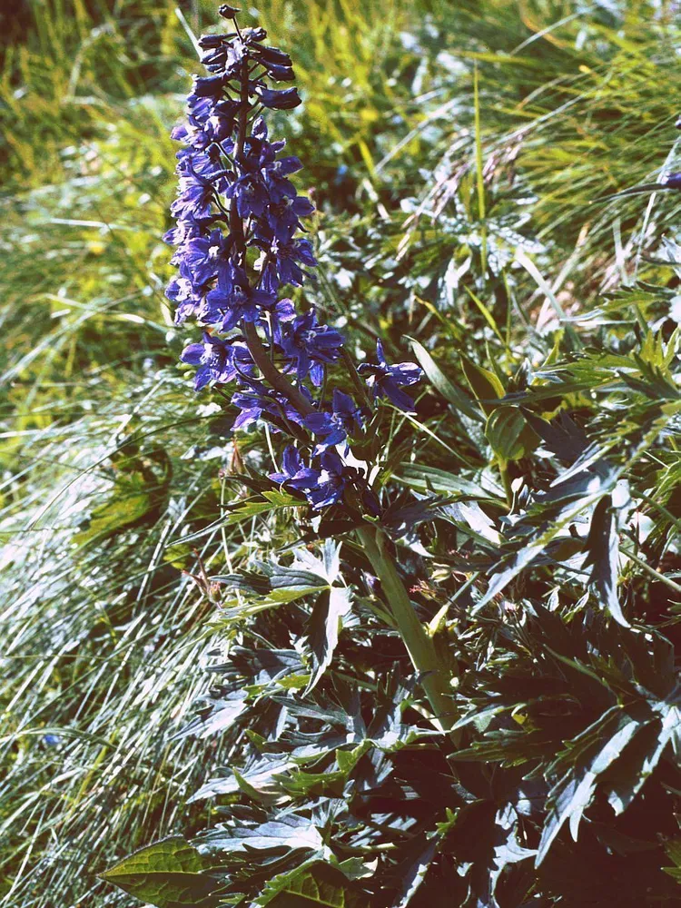 delphinium elatum plant showing characteristic features