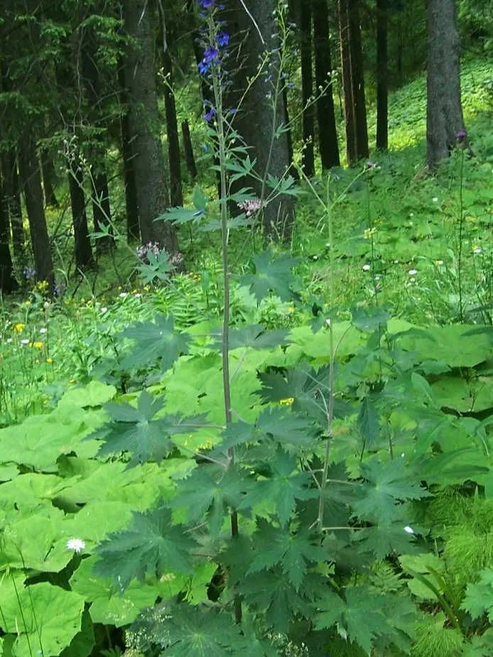 delphinium elatum plant showing characteristic features