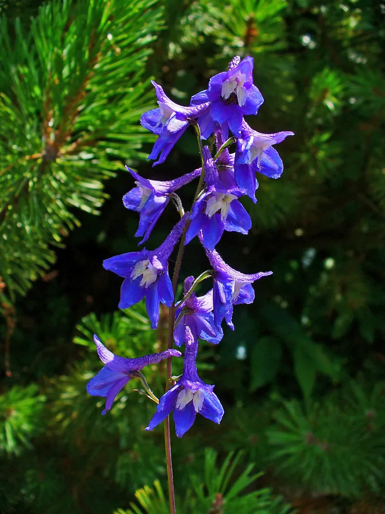 delphinium elatum plant showing characteristic features