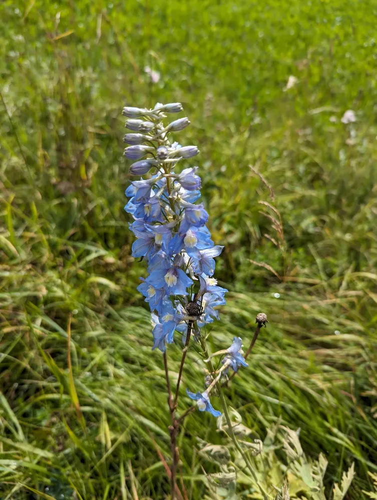 delphinium elatum plant showing characteristic features
