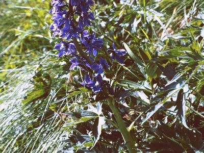 thumbnail delphinium elatum