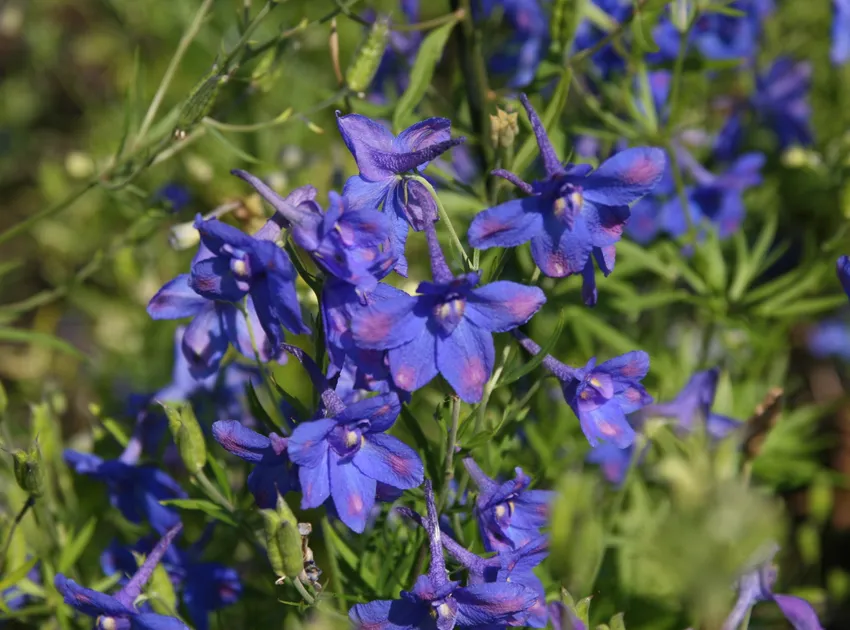 delphinium grandiflorum plant showing characteristic features
