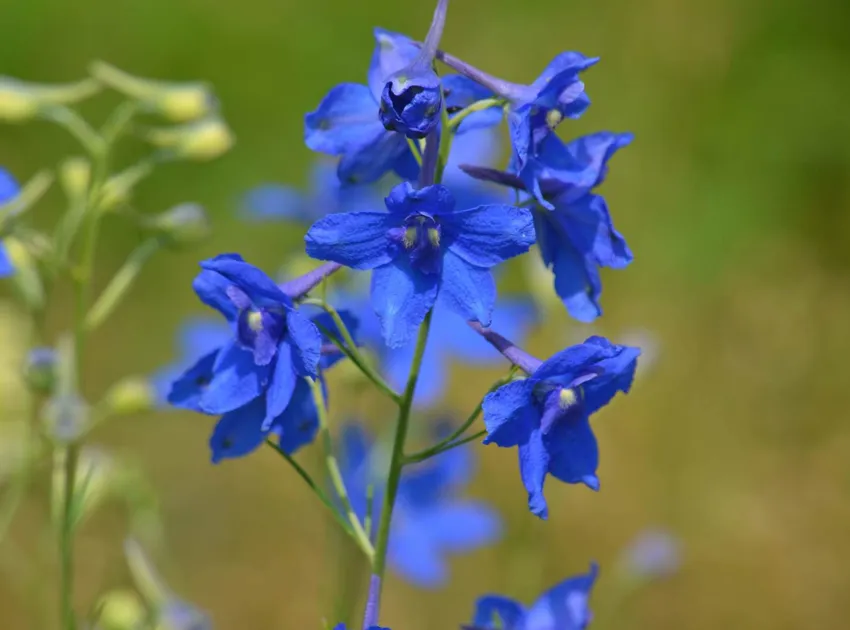 delphinium grandiflorum plant showing characteristic features