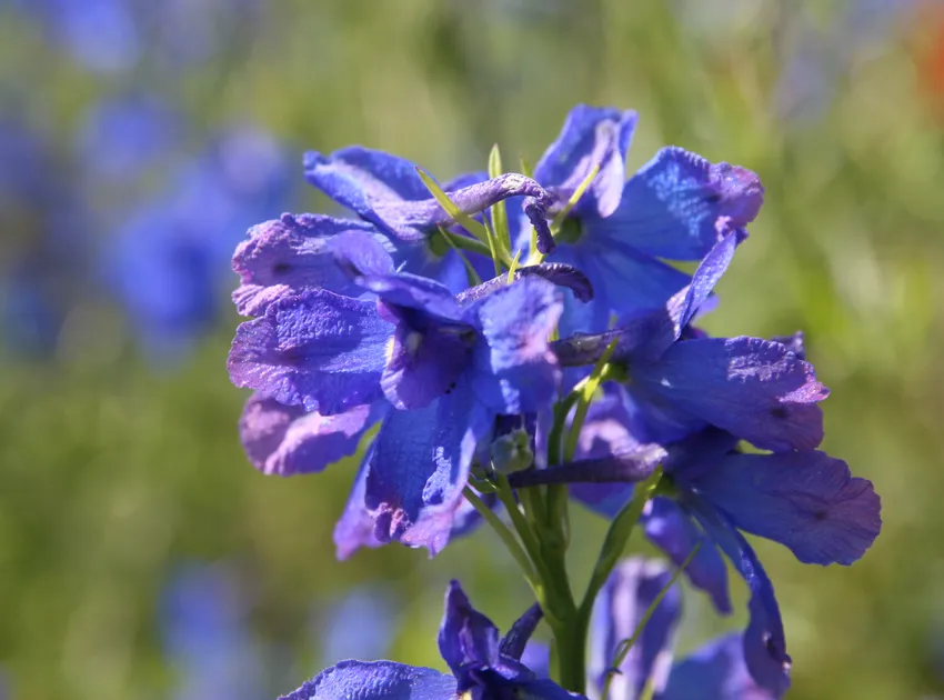 delphinium grandiflorum plant showing characteristic features