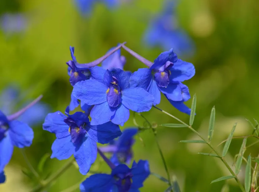 delphinium grandiflorum plant showing characteristic features