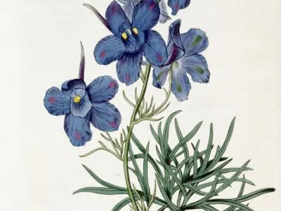 thumbnail delphinium grandiflorum